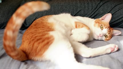 mi gato mueve mucho la cola