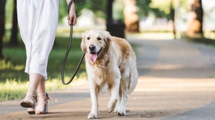 Woman walking Golden Retriever dog