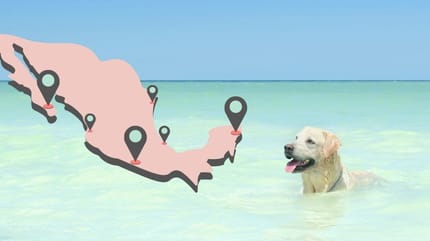 perro playa mexico