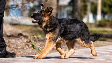Puppy bij een puppytraining