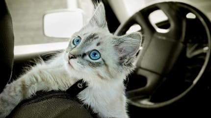 Gatto seduto in auto in un sedile