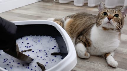 kattenbak wordt schoongemaakt naast kat