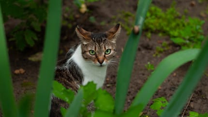 perché il gatto è nascosto tra le foglie