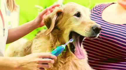 Cane Golden Retriever si fa lavare i denti contro l'alito cattivo
