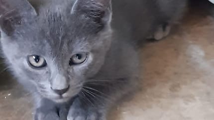 gato azul ruso en adopcion