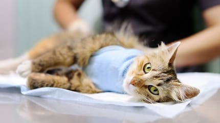 Un gato siendo castrado