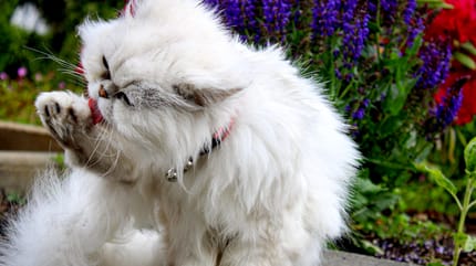 Gatto Persiano bianco che si lecca la zampa