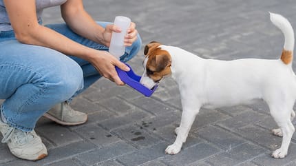 Jack Russell trinkt aus Hundetrinkflasche