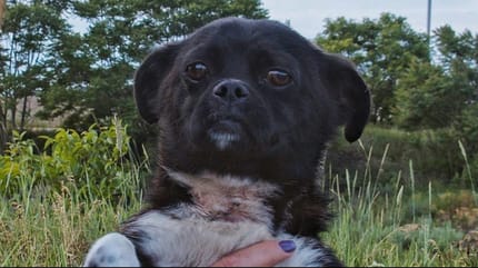 Die Tierschützerin untersucht den Hund.