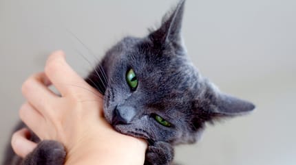 Gatto grigio morde una mano