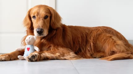 Schijnzwangere hond bewaakt knuffeltje