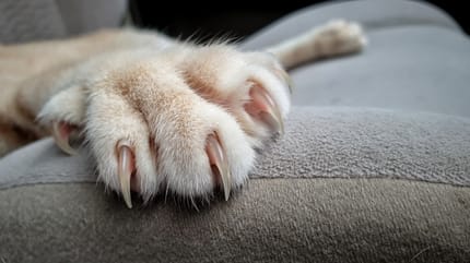 Garras de gato