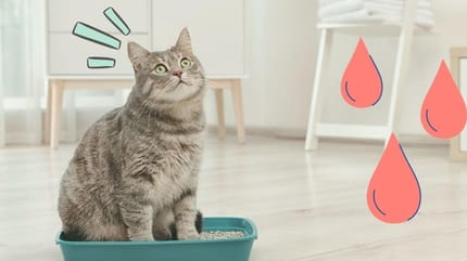 gato arenero sangre