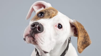 Cane con macchie rosse sulla pelle