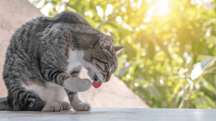 grey tabby licking his paw in the sunset