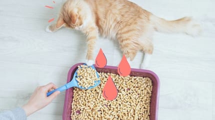 gato hace pipi con sangre