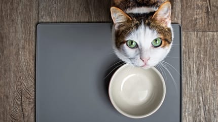 Gato con plato de comida vacío