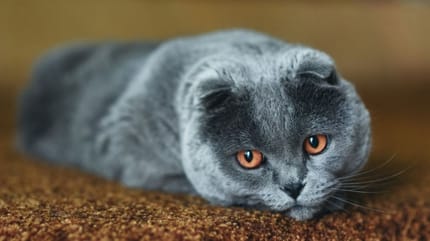 epatite del gatto e insufficienza epatica del gatto