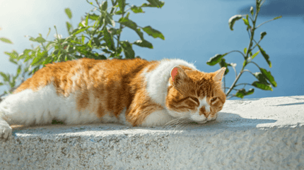 white and ginger cat basking in the sun in front of the sea