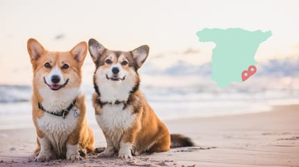 playas para perros en alicante