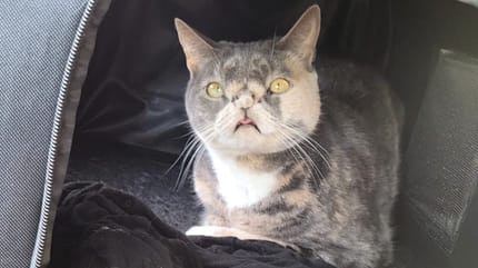 Katze Willow im Garten