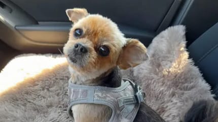 Yorkshire Terrier auf Beifahrersitz