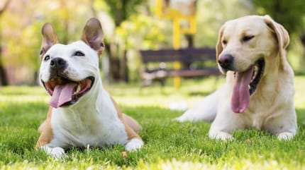 Lieve honden in het gras