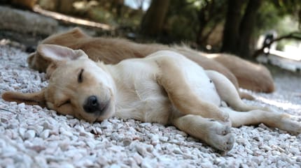 Mittelmeerkrankheiten Hund