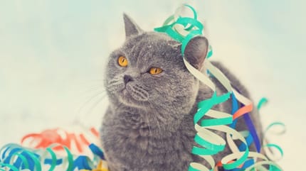 Día Mundial del gato