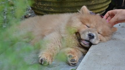 Hund wie ein Teddy: Chowder