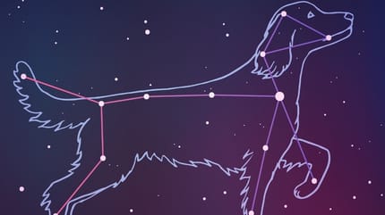 Dog astrology stars