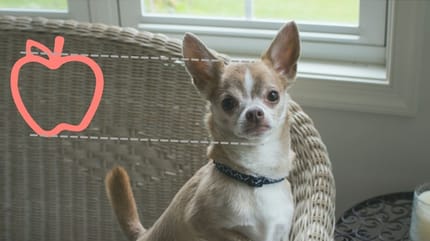 perro chihuahua cabeza de manzana