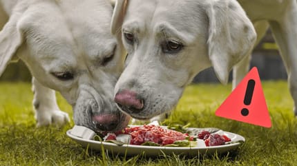 Hund vor rohem Schweinefleisch