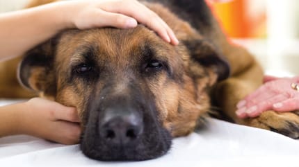 Kranker Hund bekommt Medikamente