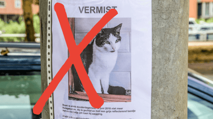 Poster vermiste kat