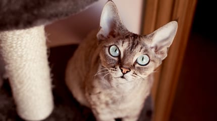 Gatto Devon Rex seduto su un albero tiragraffi