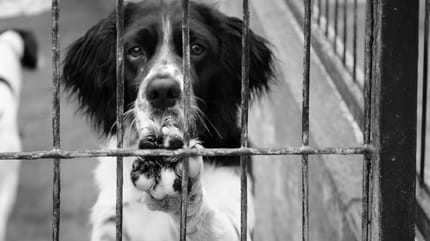 perro encerrado