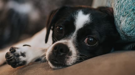 Hond met kennelhoest