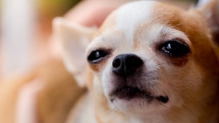 Imagen de un perro que casi no puede ver