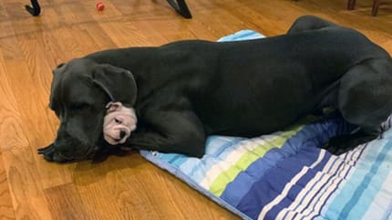 Dog niemiecki tuli małego pieska