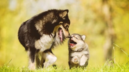 Cane cucciolo corre con cane adulto