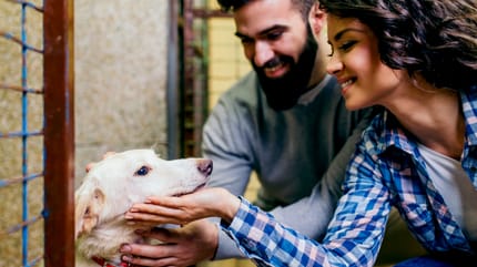 Cane appena adottato da una coppia