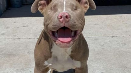 Der blinde Pitbull Jude