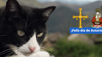 gato blanco y negro en asturias