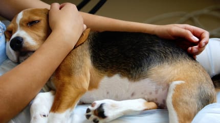 Zieke hond