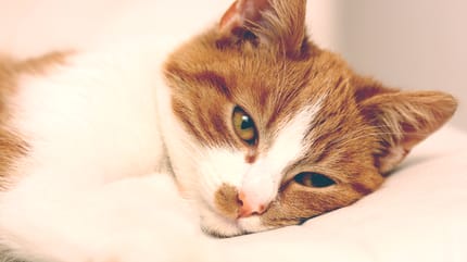 Gatto rosso e bianco stanco e malato