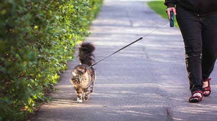 A cat on a lead being walked down the street
