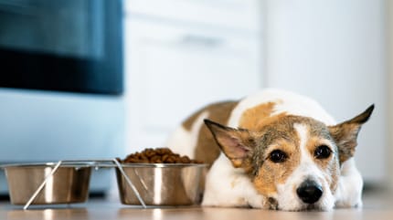 pies nie chce jeść