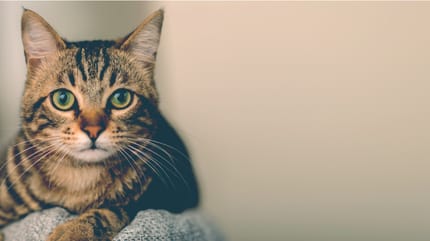 gatto soriano