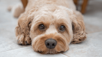 Hund mit Patellaluxation